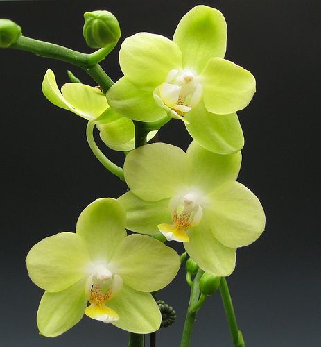 Orchid flowers - Phalaenopsis Taida Smile Taida Little Green - All orchids come in different sizes and different colors. Green Orchid Tattoo, Wired Bouquet, Green Orchid Flower, Long Lasting Flowers, Orchid Photography, Flower Orchid, Green Orchid, Flower Guide, Orchid Flowers