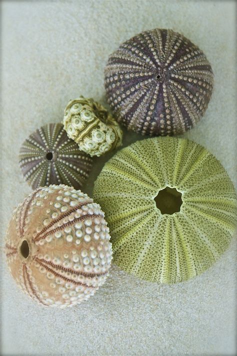 Sea Urchin shells.  Photo by nikkid12268, via Flickr. Sea Urchin Shells, Creature Marine, Cnidaria, Sea Urchin Shell, Sea Urchins, Ocean Treasures, She Sells Seashells, Sea Urchin, 판타지 아트