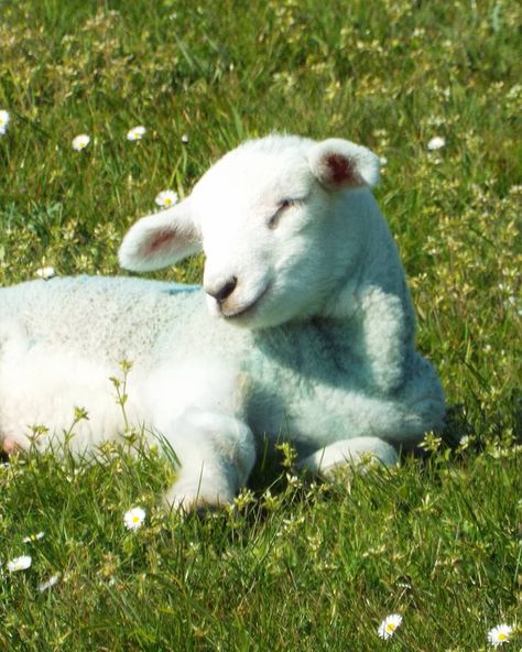 Sheep Astethic, Cute Lamb Aesthetic, Lamb Aesthetic, Lamb Wallpaper, Sleeping Lamb, Cute Lambs, Lamb Pictures, Spring Lambs, Baby Farm Animals