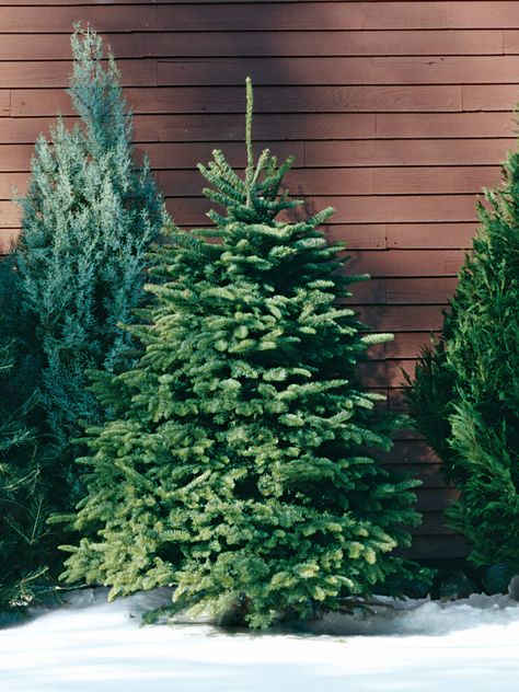 Nordmann Fir: As the preferred Christmas tree in Europe, this evergreen is becoming increasingly popular in the United States. It's grown primarily in the Pacific Northwest and is prized for its fat pyramid shape and lush, dark-green foliage. #marthastewart #christmas #christmastree #holidaydecor White Pine Christmas Tree, Christmas Tree Varieties, Douglas Fir Christmas Tree, Fraser Fir Christmas Tree, National Christmas Tree, Types Of Christmas Trees, Christmas Tree Images, Spruce Christmas Tree, Fraser Fir