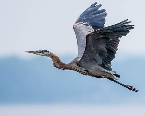 Blue Heron Flying, Heron Logo, Heron Photography, Heron Flying, Heron Tattoo, Heron Photo, Bird Painting Acrylic, Heron Bird, Heron Art