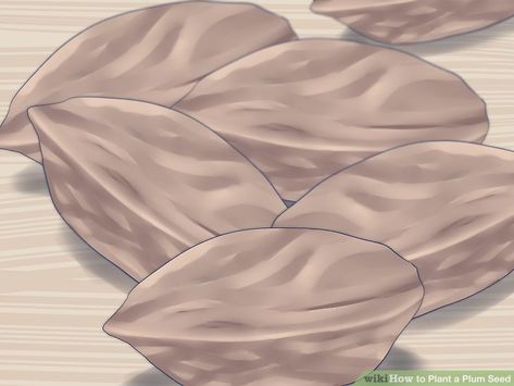 How to Plant a Plum Seed (with Pictures) - wikiHow Planting Seed, Plum Seed, Fairy Garden Plants, Dried Plums, Stone Fruits, Plum Tree, Garden Guide, Replant, Stone Fruit