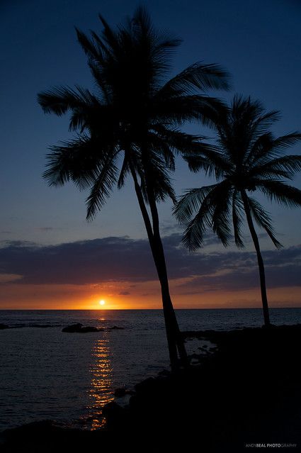 Island Sunset, Sunrises And Sunsets, Hawaiian Islands, Sunset Sunrise, Big Island, Beautiful Sunset, Sunrise Sunset, Palm Trees, Beautiful Nature