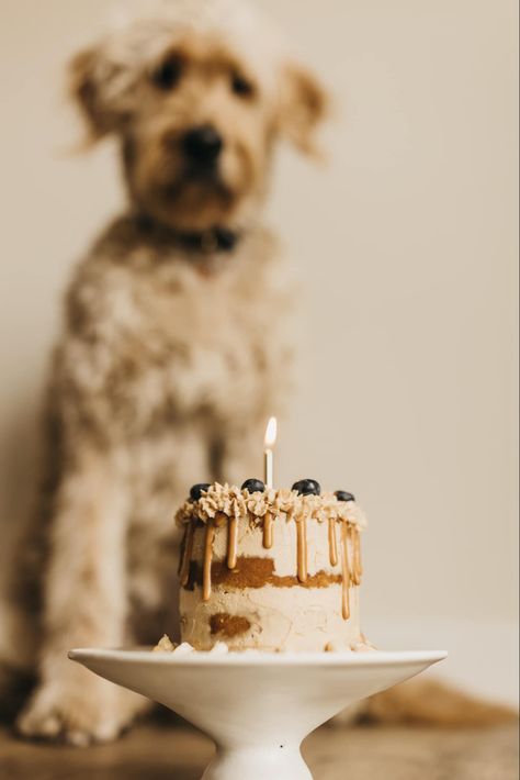 Dog Birthday Cake Photoshoot, Dog Birthday Cake Aesthetic, Dog 1 Year Birthday Photo, Dog One Year Birthday Photos, First Puppy Birthday, Dog Birthday Party Photo Shoot, Dogs 1st Birthday Photoshoot, Dog First Birthday Photo Shoot, Dog Cake Smash Pet Photography