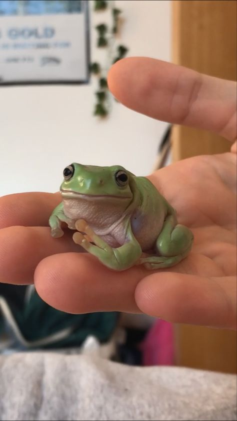 Dumpy Tree Frog, Pet Frog, Whites Tree Frog, Green Tree Frog, Pet Frogs, Small Frog, Baby Frog, Frog Wallpaper, Frog Pictures