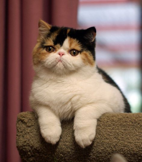 Exotic Cat Breeds, Himalayan Cats, Flat Faced Cat, Kitten Breeds, Hybrid Cat, Trendy House, Exotic Shorthair Cat, Calico Cats, Tiny Cats