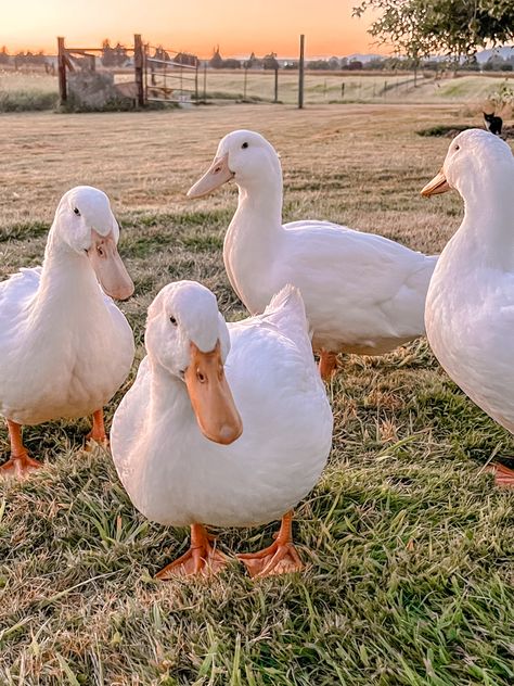 The flock is getting strong and healthy and will be expecting prosperous eggs next year 🤎🥚 #duck #pekinduck #minifarm #farm #farmcore #cottagecore #cottagecoreaesthetic #ducks #naturecore #animalfarm #simpleliving #slowliving #country #countryside #countrylife #theantiquefairy Duck Farm Aesthetic, Ducks On A Farm, Farm Core Aesthetic, Baby Ducks Aesthetic, Duck Pets, Ducks Pictures, Ducks Farm, Ducks And Flowers, Ducks Aesthetic