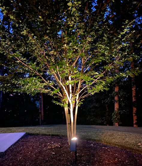 Solar Lights Backyard, Solar Tree Lights, Best Outdoor Solar Lights, Plank And Pillow, Lights Backyard, Ladybug House, Yard Walkway, Outdoor Tree Lighting, Best Solar Lights