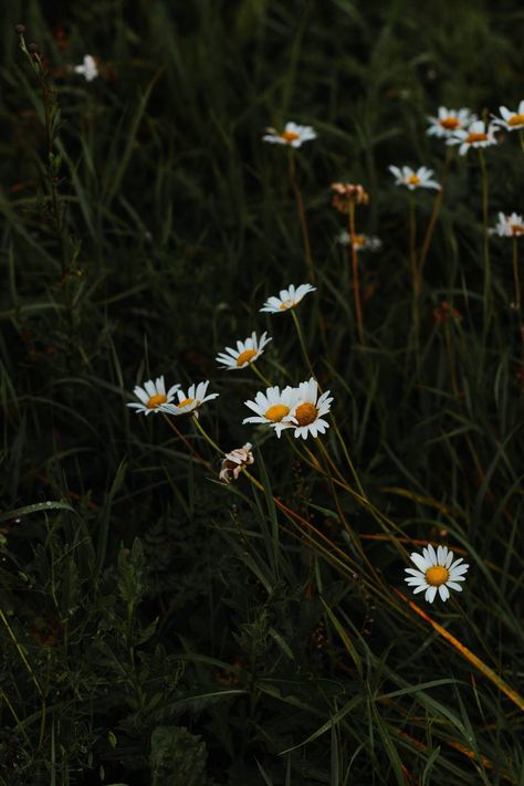 Nature Stock Photos, Teal Abstract Wallpaper, Sketchbook Reference, Post Wallpaper, Dp Ideas, Galaxy Photos, Flowers Growing, Boy Pic, Green Field