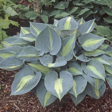 Hosta Halcyon, Greenhouse Photos, Shade Plants Container, Hosta Flower, Variegated Hosta, Blue Hosta, Flowers Garden Ideas, Outdoor Garden Design, Plantain Lily