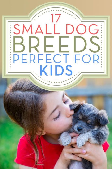 17 Small Dog Breeds That Are Good With Kids Good Dog Breeds, Small Dogs For Kids, Dogs And Puppies Cutest, Best Hypoallergenic Dogs, Best Family Dog Breeds, Best Family Dog, Dogs For Kids, Cute Dog Memes, Toys Pictures