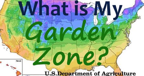 What is my garden zone? Knowing your garden zone is an important part of planning and planting your garden. This post will tell you how to find it! Gardening Zone Map, Planting Zones Map, Growing Grapes In Backyard, Plant Potatoes, Growing Green Beans, Gardening For Dummies, Grape Arbor, Arbor Ideas, Growing Onions