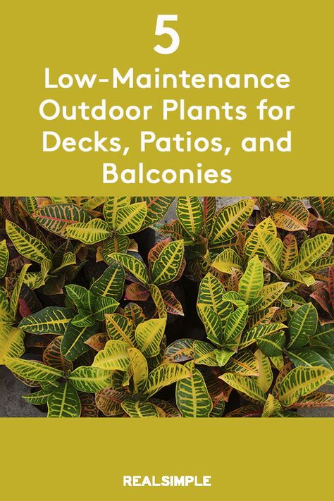 Best Plants For Outdoor Planters, Best Outdoor Patio Plants, Plants To Hide Under Deck, Easy Outdoor Plants For Beginners, Easy Outdoor Plants Pots, Outdoor Low Maintenance Plants, Outdoor Plants For Patio, No Maintenance Plants Outdoor, Plants On Patio Ideas