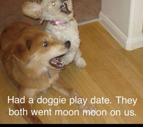 Damn it moon moon! Moon Moon Memes, Dog Pictures Funny, Funny Dog Pics, Kawaii Potato, Puppy Time, Animal Funnies, What A Beautiful World, Wild Kingdom, Animal Funny