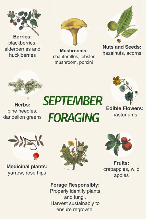 Infographic of September foraging ideas with a link to a blog post with more info. Fall Foraging Midwest, Pacific Northwest Mushrooms, Herb Facts, Nature Mystic, Foraging For Beginners, Foraging Tips, Homeopathic Recipes, Foraging Mushrooms, Foraging Guide