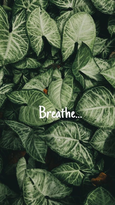 Relax Pictures, Nature Aesthetic Pictures, Leaves Pictures, Nature Photography Quotes, Nature Story, Instagram Picture Quotes, Instagram Creative Ideas, Instagram Inspiration Posts, A Breath Of Fresh Air