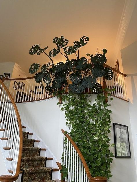 21 Monstera Trellis Ideas | Balcony Garden Web Monstera Trellis, Indoor Plant Trellis, Indoor Vines, Monstera Wall, Wall Arrangements, Plant Walls, Small House Garden, Indoor Trellis, Plant Display Ideas