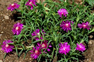 Purple ice plant (image) is a ground cover for fast-draining spots. It's a colorful succulent. - David Beaulieu Flowers Full Sun, Ground Cover Flowers, Delosperma Cooperi, Long Blooming Perennials, Orchid Cactus, Rock Garden Plants, Full Sun Perennials, Succulent Collection, Plant Succulents