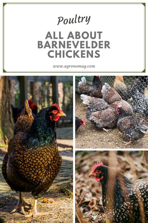 Barnvelder Chickens, Barnevelder Chicken, Araucana Chickens, Chicken Breeds, Rooster, The Way, Chicken