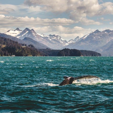 The Best Things To Do In Homer, Alaska: Plus, Where To Eat And Stay - TravelAwaits The Great Alone, Alaska Life, Alaska Photography, Homer Alaska, Alaska Vacation, Alaska Trip, Alaska Travel, Humpback Whale, I Want To Travel