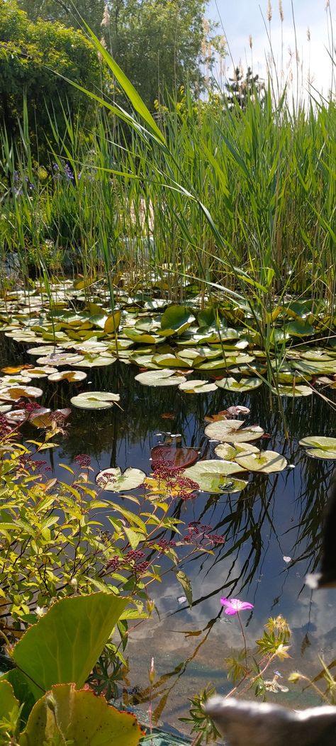 Frog Environment, Frog In Pond, Wetland Biome, Frog In A Pond, Lake Core, Pond Aesthetic, Pond Background, Pond Frog, Pond Photography