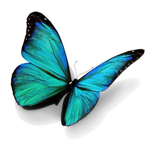 Turquoise butterfly, isolated on white background Purple Butterfly Tattoo, Blue Butterfly Tattoo, 3d Butterfly Tattoo, Kristina Webb, Teal Butterfly, Morpho Butterfly, Blue Morpho, Butterfly Tattoos, Butterfly Drawing