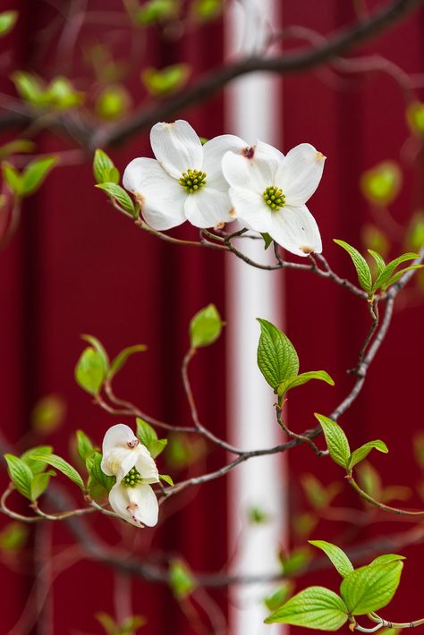 Dogwoods | Dogwood tree blooming | Ken Yaecker | Flickr Dogwood Flower Tattoo, Wildflower Tattoos, Dogwood Flower Tattoos, Flower References, Flower Reference, Dogwood Blooms, Bedroom Mural, Crow Painting, Dogwood Branches