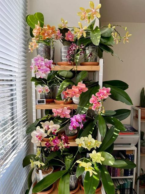 House Flowers Indoor, Hanging Orchids Indoors, Orchid Shelf, Orchid Flower Aesthetic, Orchid Interior Design, Orchid Room, Orchid Terrarium, Orchid House, Orchid Plant