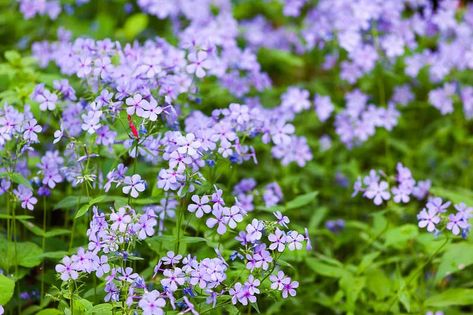 Florida Native Groundcover, Florida Native Plants, Habitat Garden, Florida Plants, Northwest Florida, Florida Gardening, Fragrant Garden, Ice Plant, Invasive Plants