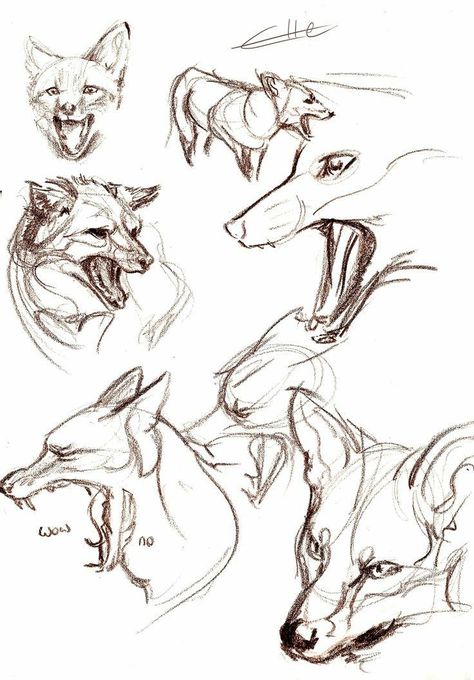 Fox Anatomy, Reference Animals, Animals Sketch, Fox Sketch, Some Drawings, Fox Drawing, Different Animals, Drawing Heads, Animal Study