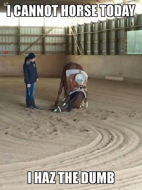 Funny Horse humor quote! "I cannot horse today, I haz the dumb." Horse looking pretty dumb with his head falling down to the ground. Look at the lady just looking at him! lol. Equestrian Memes, Funny Horse Memes, Horse Quotes Funny, Funny Horse Pictures, Horse Jokes, Horse Riding Quotes, 9gag Funny, Funny Horses, Horse Quotes