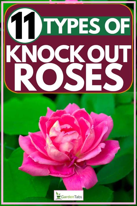 Knockout Roses In Landscaping Ideas, Rose Bush Types, Knock Out Roses Care, Knock Out Roses Landscape Ideas, Types Of Roses To Grow, Knockout Roses In Landscaping, Rose Garden Ideas Backyards, Roses Types Different, Rose Beds Garden Ideas