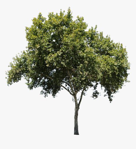 Tree Psd, Tree Cut Out, Tree Photoshop, Photoshop Png, Sycamore Tree, Advanced Photoshop, Tree Textures, Photoshop Textures, Shade Trees