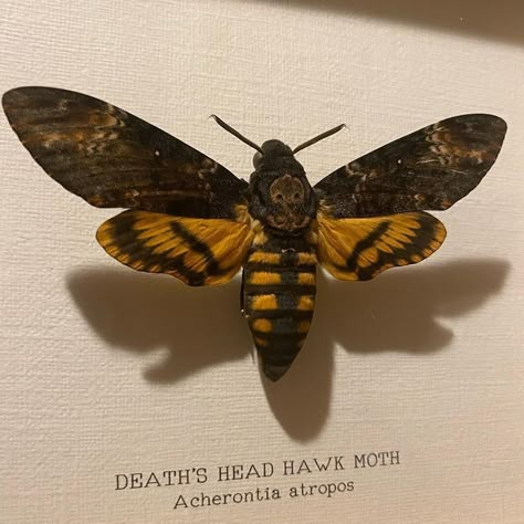 Deathhead Hawk Moth, Moth With Skull, Deathhawk Moth, Deaths Head Moth Art, Deathhead Moth, Skull Moth, Deaths Head Moth, Butterfly Taxidermy, Hawk Moth