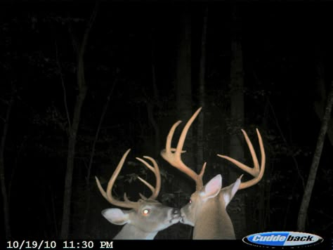 Woods At Night, Trail Cam, Trail Camera, Ethel Cain, Southern Gothic, Oh Deer, Me And Who, Silly Animals, A Deer