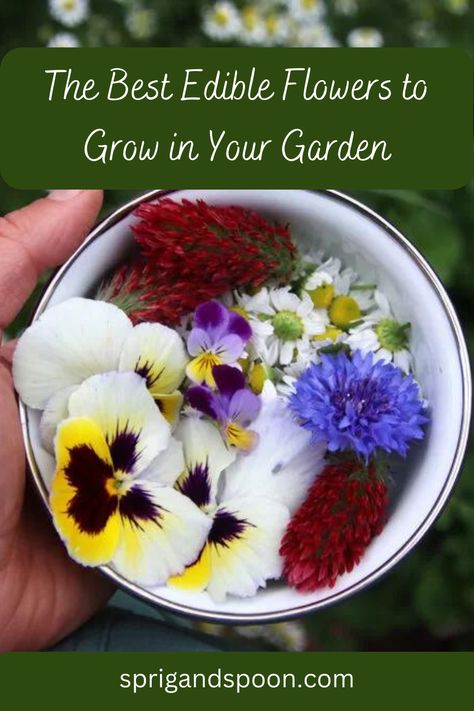 Edible Flowers To Grow, What Flowers Are Edible, Salad With Edible Flowers, Cooking With Edible Flowers, Edible Daisy Flowers, Edible Flowers List Of, Editable Flowers, Growing Edible Flowers, Erin French