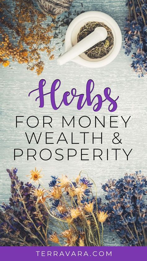 Magic herbs for attracting money, wealth and prosperity. Witchcraft Herbs Meanings, Herbs For Attraction, Money Herbs Witchcraft, Essential Oils For Money, Herb Spells Herbal Magic, Herbs For Wealth, Money Drawing Herbs, Money Magick Herbs, Money Herbs Magic