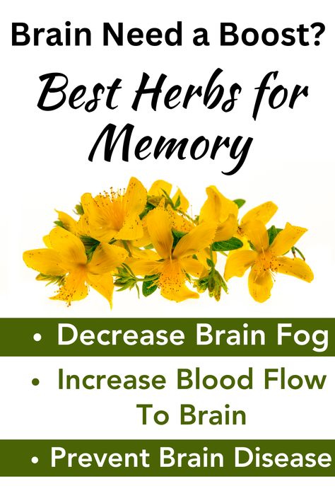 best herbs for memory Memory Remedies, Memory Medicine, Herbs To Help With Memory, Herbs For Brain Health, How To Increase Brain Memory, Memory Help Brain Tips, How To Increase Memory Power The Brain, Herbal Cleanse, Brain Boosting Foods