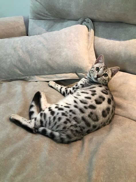 Grey Bengal Cat, Silver Bengal Cat, Bengal Cat Kitten, Silver Bengal, Asian Leopard Cat, Egyptian Mau, Leopard Cat, Bengal Cats, Silly Cats Pictures