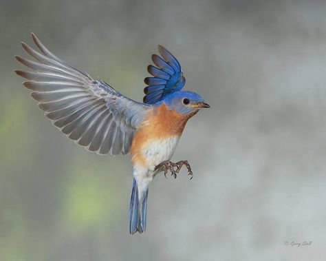 Blue Bird Photography, Bluebird Flying, Birds Flying Photography, Bird Reference, Animal Reference, Bird Artwork, Blue Birds, Animal References, Nature Birds