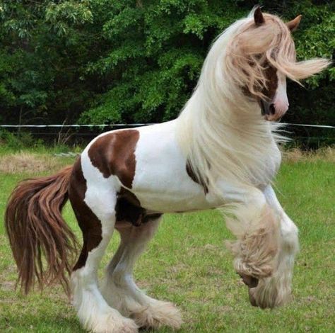 Horse Clidsdale, Galineers Cob Horse, Scottish Horse, Cute Horse Pictures, Horse Anatomy, Horse Aesthetic, Most Beautiful Horses, Perfectly Timed Photos, Pretty Animals