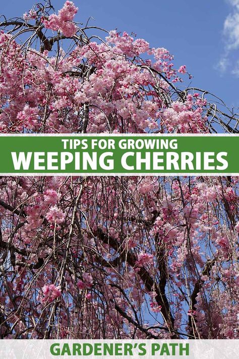 A weeping cherry is a type of ornamental flowering cherry tree with a gorgeous cascading growth habit. Featuring abundant blooms on its drooping branches, these trees are a delightful addition to the landscape. Learn how to grow and care for weeping cherry trees now on Gardener's Path. #weepingcherry #gardenerspath Yoshino Cherry Tree, Benefits Of Vegetables, Cottage Landscaping, Ornamental Cherry, Weeping Cherry Tree, Weeping Cherry, Ivy Cottage, Japanese Cherry Tree, Flowering Cherry Tree