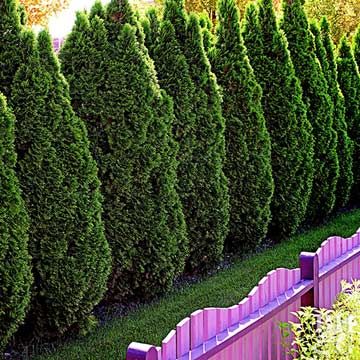 When you think of an evergreen hedge or privacy screen, you probably think of arborvitae. It's the go-to evergreen for lining a fence. American arborvitae (Thuja occidentalis), also known as eastern arborvitae, can reach heights of 70 feet in the wild and live several hundred years. Popular cultivars, on the other hand, mature at 10 to 15 feet, making them perfect for year-round privacy in evergreen landscaping. American arvorvitae is durable and adaptable, its biggest problem being deer browsin Evergreen Trees For Privacy, Privacy Shrubs, Trees For Privacy, Outdoor Privacy Screens, Landscaping Along Fence, Thuja Occidentalis, Evergreen Hedge, Privacy Trees, Privacy Landscaping