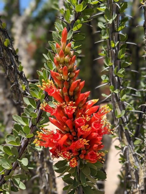 Ocotillo Cactus, Ocotillo Plant, Desert Mural, Rose Landscape, Flower Reference, Painting References, Cactus Art, Cactus Flowers, West Texas