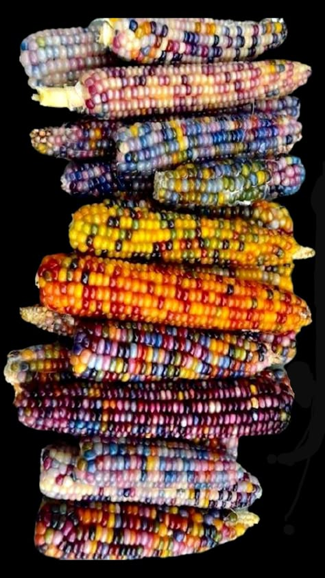 Indian Corn Art, Corn Photography, Colorful Corn, Colored Corn, Gem Corn, Rainbow Corn, Flint Corn, Glass Gem Corn, Agriculture Photos