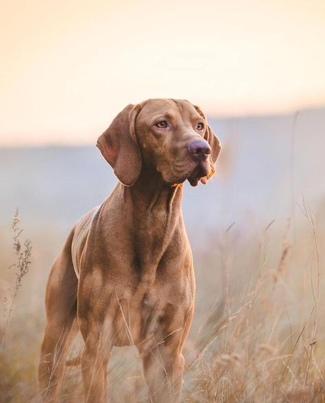 Best Large Dog Breeds, Red Dogs, Hound Dog Breeds, Big Dog Breeds, Vizsla Dogs, Dog Line, Vizsla Puppies, Large Dog Breeds, Hound Dog