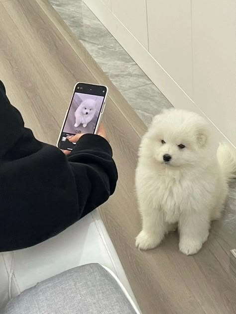 Samoyed Meme, Samoyed Puppies, Aesthetic Boys Outfit, Silly Animal Pictures, Boo Dog, Cupcake Sprinkles, Boo The Dog, Samoyed Puppy, Samoyed Dogs