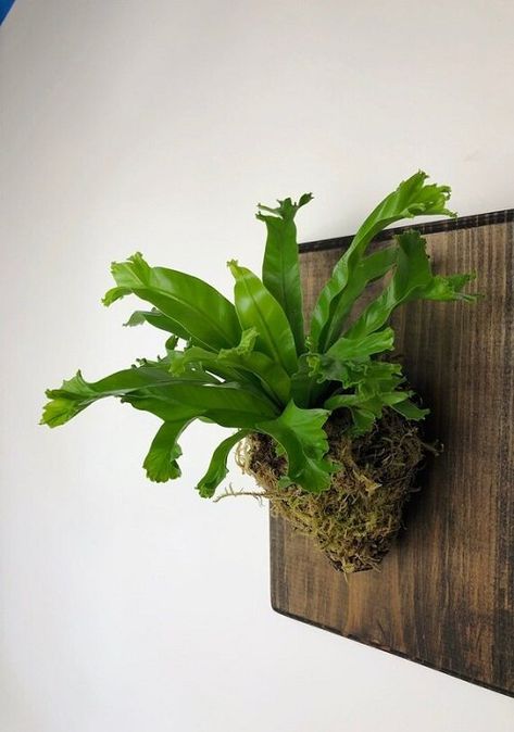 8 Best Ferns for Mounting on the Wall | Balcony Garden Web Staghorn Fern Mount, Birds Nest Fern, Evergreen Ferns, Bird's Nest Fern, Vertical Garden Ideas, Staghorn Fern, Diy Plant Hanger, Fern Plant, Birds Nest