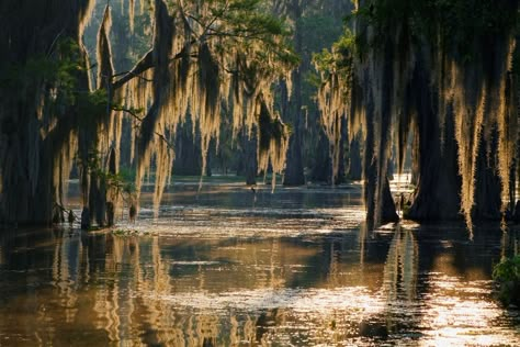 Louisiana’s Mississippi Delta is one of the most biologically diverse ecosystems in the United States. The swamps and bayous are home to countless species of fish, birds, reptiles, and mammals that thrive in and around its fertile waters. In addition to its natural wonders, the area is steeped in history, going back to the era when Louisiana was a French colony; much of that influence can still be found all over the area even though it is centuries old. With plenty of swamp and history tours, ge Pubs In London, Bayou Country, Swamp Tours, Swamp Witch, Louisiana Swamp, Where The Crawdads Sing, Louisiana Bayou, Bg Design, River Delta