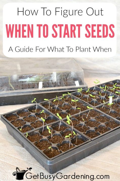 When To Plant Seeds Indoors, Plant Seeds Indoors, When To Start Seeds Indoors, When To Start Seeds, When To Plant Seeds, Planting Dates, Planting Seeds Indoors, What To Plant When, Planting Schedule